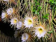 La belleza de las flores nocturnas