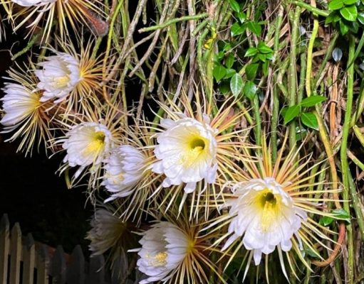 La belleza de las flores nocturnas