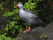 La fauna de las 7 Maravillas Argentinas presentan sus «documentos de identidad» vivos