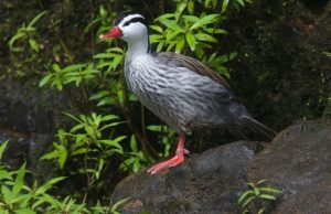 La fauna de las 7 Maravillas Argentinas presentan sus «documentos de identidad» vivos Revista Selecciones