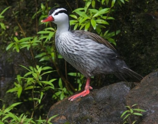 La fauna de las 7 Maravillas Argentinas presentan sus «documentos de identidad» vivos
