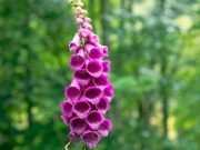 La flor digital tiene increíbles beneficios para su corazón