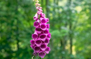 La flor digital tiene increíbles beneficios para su corazón Revista Selecciones