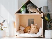 La solución para que el gato no salga más de casa