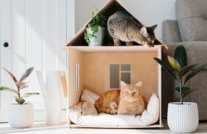 La solución para que el gato no salga más de casa Revista Selecciones