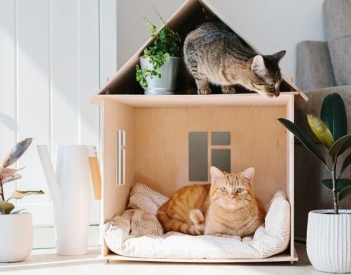 La solución para que el gato no salga más de casa