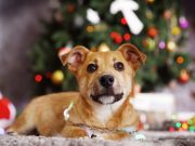 Las fiestas y tu mascota