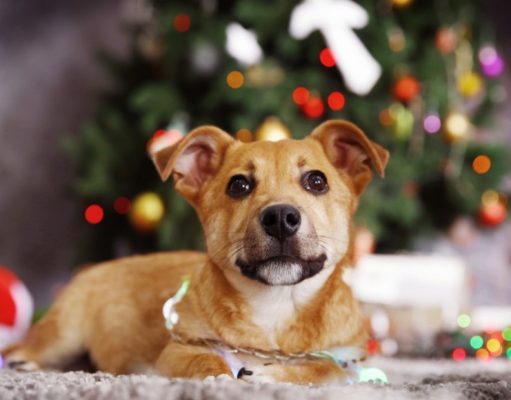 Las fiestas y tu mascota