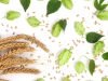 Las plantas con más efectos curativos Revista Selecciones