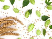 Las plantas con más efectos curativos