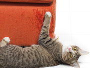 Las razones que esconden estos extraños hábitos de su gato