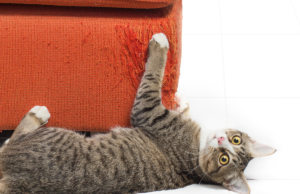 Las razones que esconden estos extraños hábitos de su gato Revista Selecciones