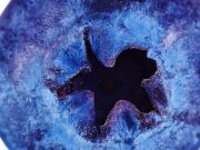 Los arándanos cuidan su visión