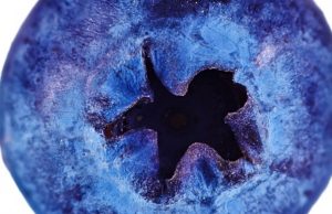 Los arándanos cuidan su visión Revista Selecciones