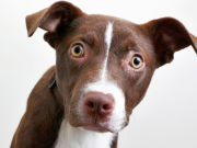 Hábitos extraños de los perros y su significados