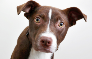 Hábitos extraños de los perros y su significados Revista Selecciones