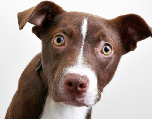 Hábitos extraños de los perros y su significados