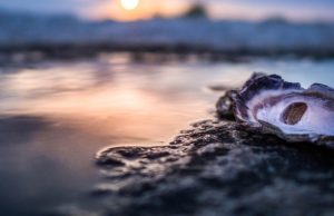 Los Pocitos: donde viven las mejores ostras del mundo Los Pocitos: donde viven las mejores ostras del mundo