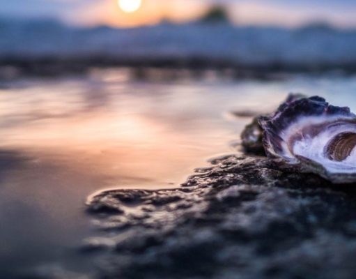 Los Pocitos: donde viven las mejores ostras del mundo Los Pocitos: donde viven las mejores ostras del mundo