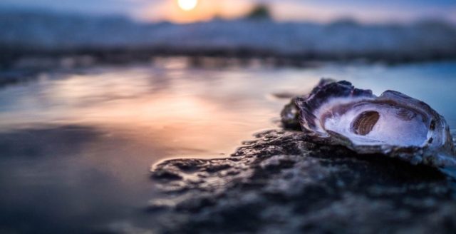 Los Pocitos: donde viven las mejores ostras del mundo