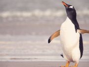 Marzo de 2016: Una conexión mágica con un… pingüino inolvidable