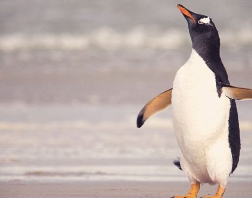 Marzo de 2016: Una conexión mágica con un… pingüino inolvidable