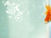 Mascotas: clave para cuidar a un pez dorado