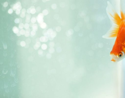 Mascotas: clave para cuidar a un pez dorado