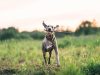 4 claves para evitar estos peligros con sus mascotas Revista Selecciones