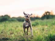 4 claves para evitar estos peligros con sus mascotas