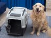 Mascotas: cómo transportarlas de manera segura Revista Selecciones
