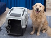 Mascotas: cómo transportarlas de manera segura