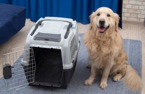 Mascotas: cómo transportarlas de manera segura Revista Selecciones