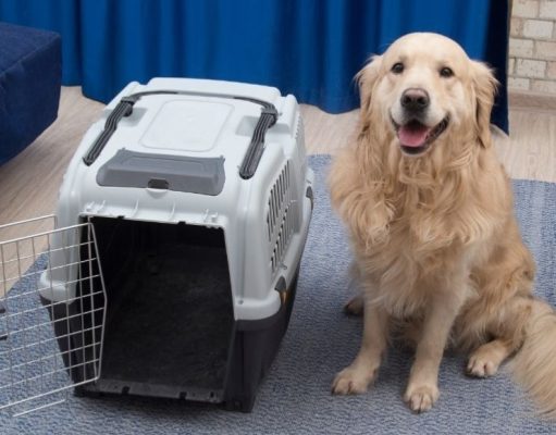 Mascotas: cómo transportarlas de manera segura