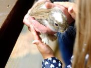 ¿Qué cuidados requiere tener un conejo?