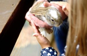 ¿Qué cuidados requiere tener un conejo? Revista Selecciones