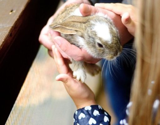 ¿Qué cuidados requiere tener un conejo?