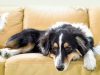 Mascotas y buen comportamiento: cómo educarlas para que se queden solas en casa Revista Selecciones