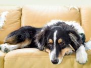 Mascotas y buen comportamiento: cómo educarlas para que se queden solas en casa