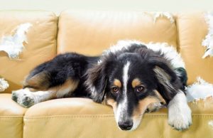 Mascotas y buen comportamiento: cómo educarlas para que se queden solas en casa Revista Selecciones