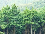 Mayo de 1949: Preocupación por el medio ambiente