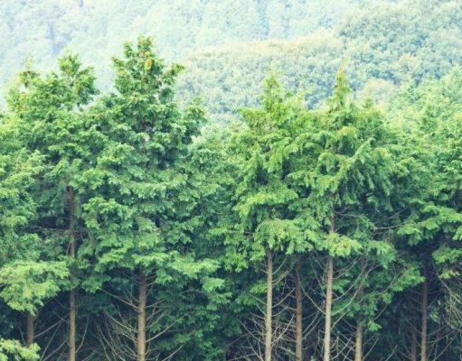 Mayo de 1949: Preocupación por el medio ambiente