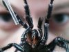 Peligrosa araña: un constructor en peligro Revista Selecciones