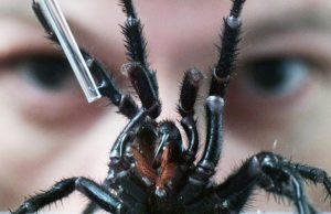 Peligrosa araña: un constructor en peligro Revista Selecciones