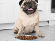 ¿Por qué el alimento para perros huele tan mal? alimento para perro