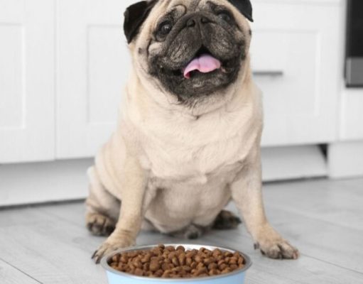 ¿Por qué el alimento para perros huele tan mal? alimento para perro