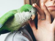 ¿Por qué los loros imitan el habla humana?