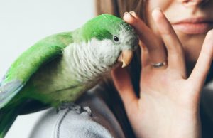 ¿Por qué los loros imitan el habla humana? Revista Selecciones