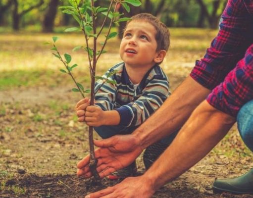 Prepare su jardín para construir su propia huerta
