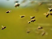 Ataque de abejas: cómo actuar abeja